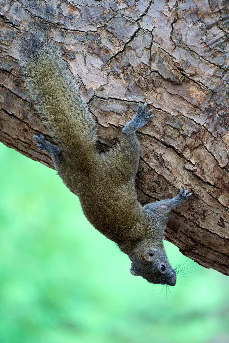 Upside Down