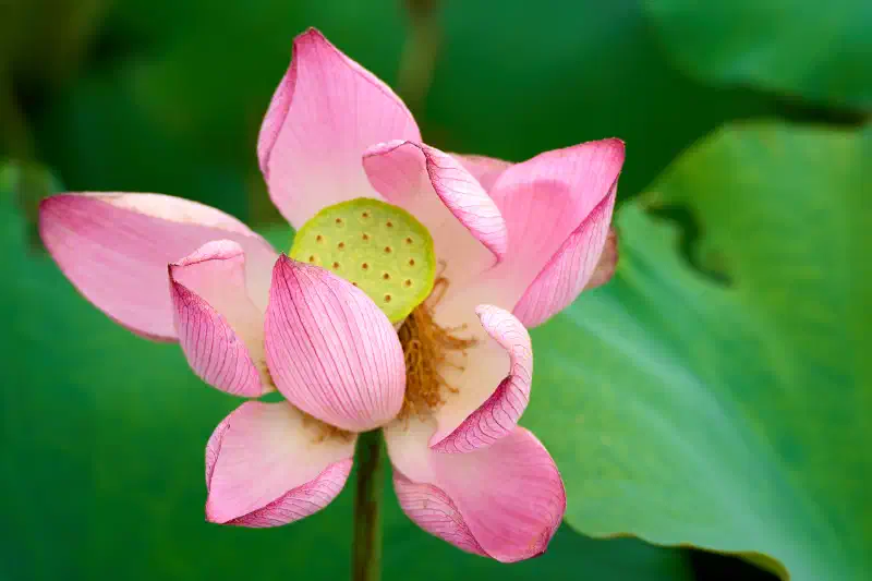 Lotus