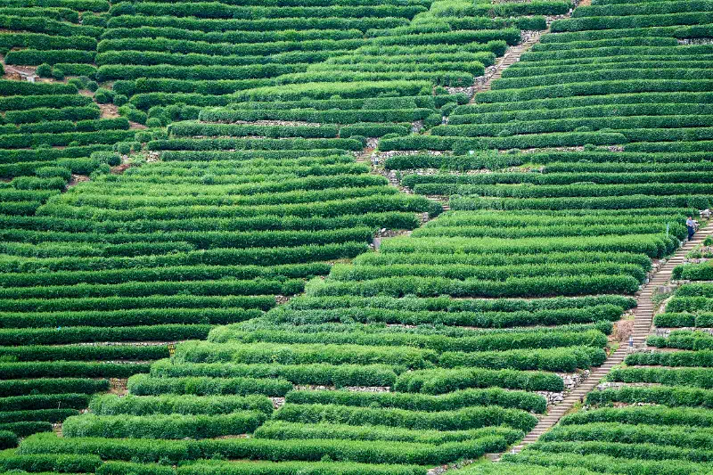 Tea Terraces