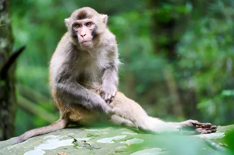 Monkey