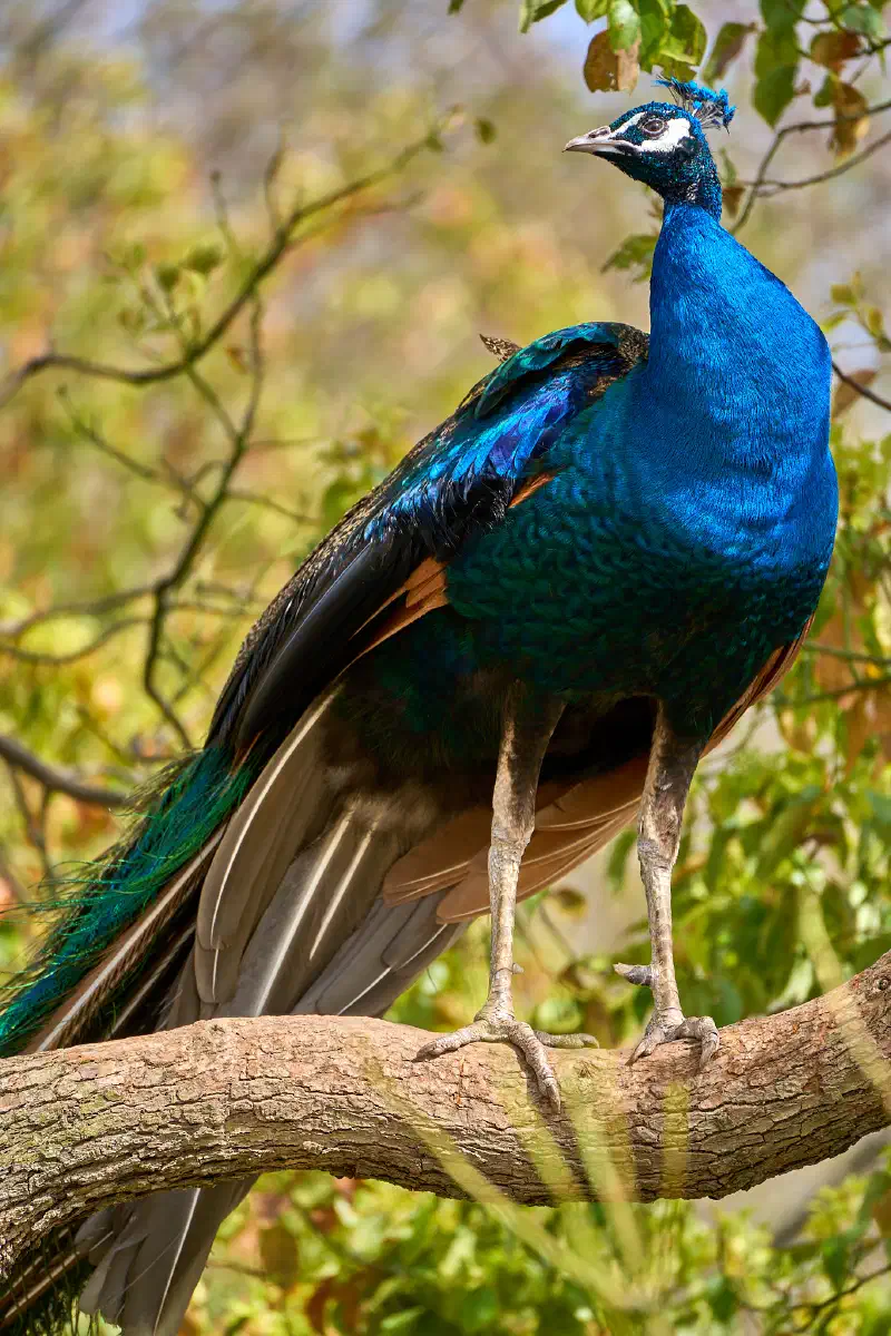 Peacock
